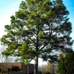 Loblolly Pine