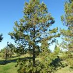 Lodgepole Pine