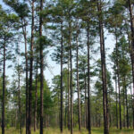 Longleaf Pine