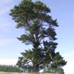 Monterey Pine