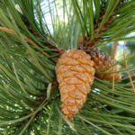 Pinus Nigra