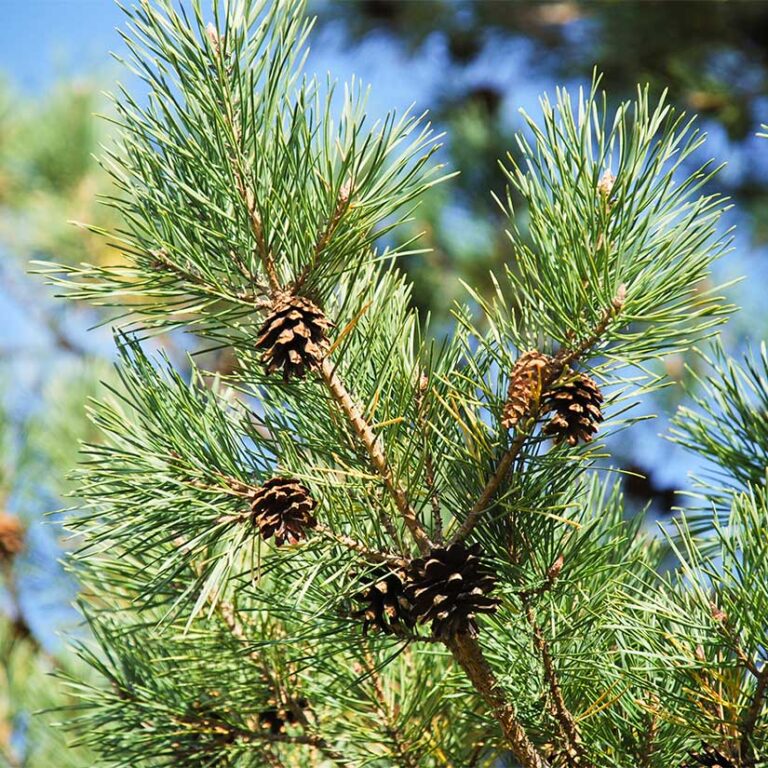 How Fast Do Pine Trees Grow? Best Advice Zone