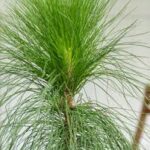 Slash Pine