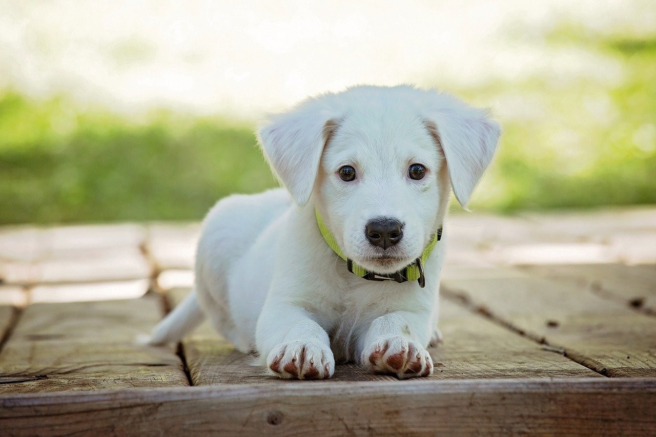 Five Tips To Help You Potty Train Your New Puppy
