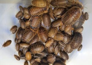 Dubia Roaches for Your Pet