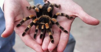 Why Should You Consider Buying Dubia Roaches for Your Pet Tarantulas?