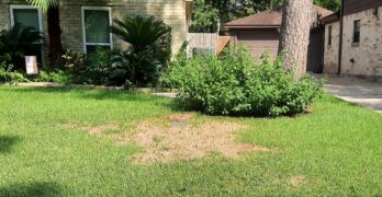 How to Protect Your Lawn From Mosquito Damage