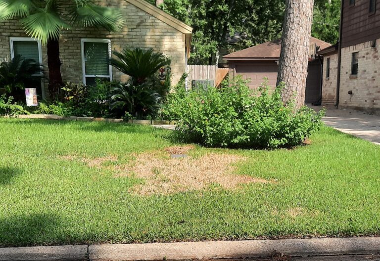 How to Protect Your Lawn From Mosquito Damage