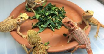Reptiles At Home
