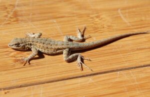 Top Tips For Keeping Reptiles At Home
