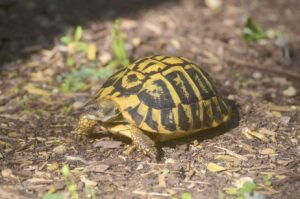 How do the tortoises and turtles live so long?
