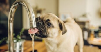 How long can dogs go without water