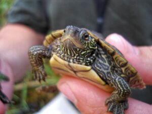How long do pet turtles live?