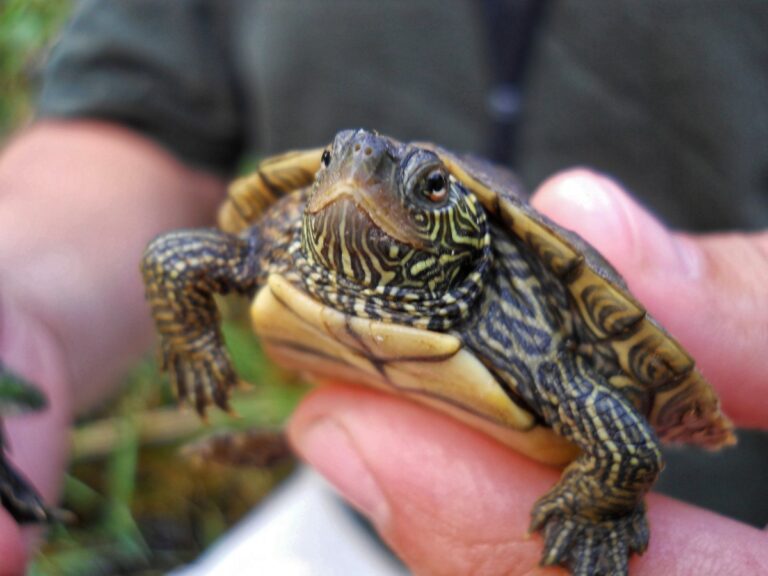 How Long Do Pet Turtles Live? - Best Advice Zone