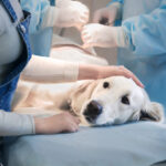How long does a dog go without water after surgery?