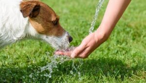 How to prevent dehydration in dogs?