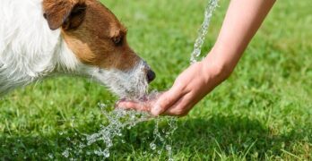 How to prevent dehydration in dogs?