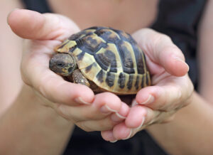 How to take care of a turtle?