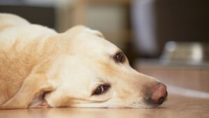 What are the consequences of dehydration in a dog's body?