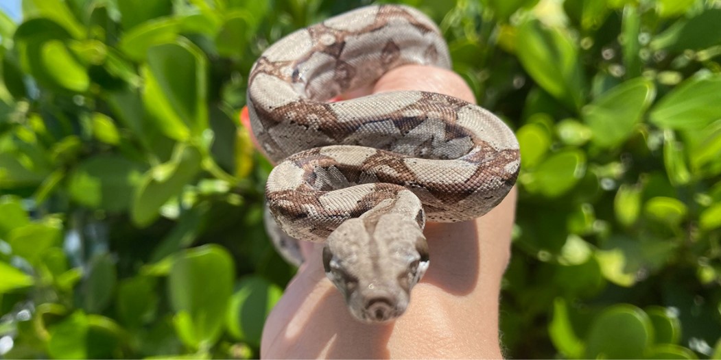 What are some good large pet snakes?