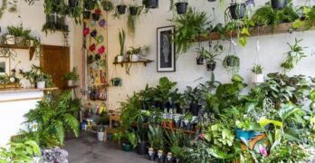 Why Local Garden Centre Is The Best Place To Purchase Plants