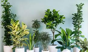 Why You Must Have Indoor Plants
