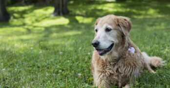 6 Tips to Help Your Aging Dog Feel Young