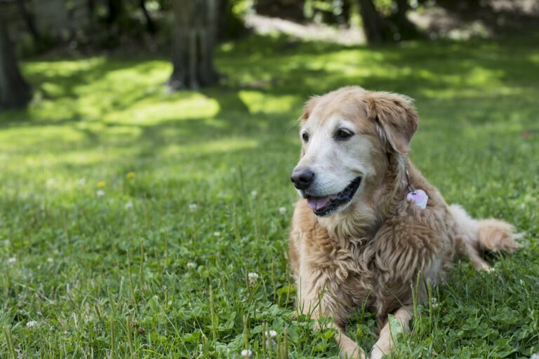 6 Tips to Help Your Aging Dog Feel Young