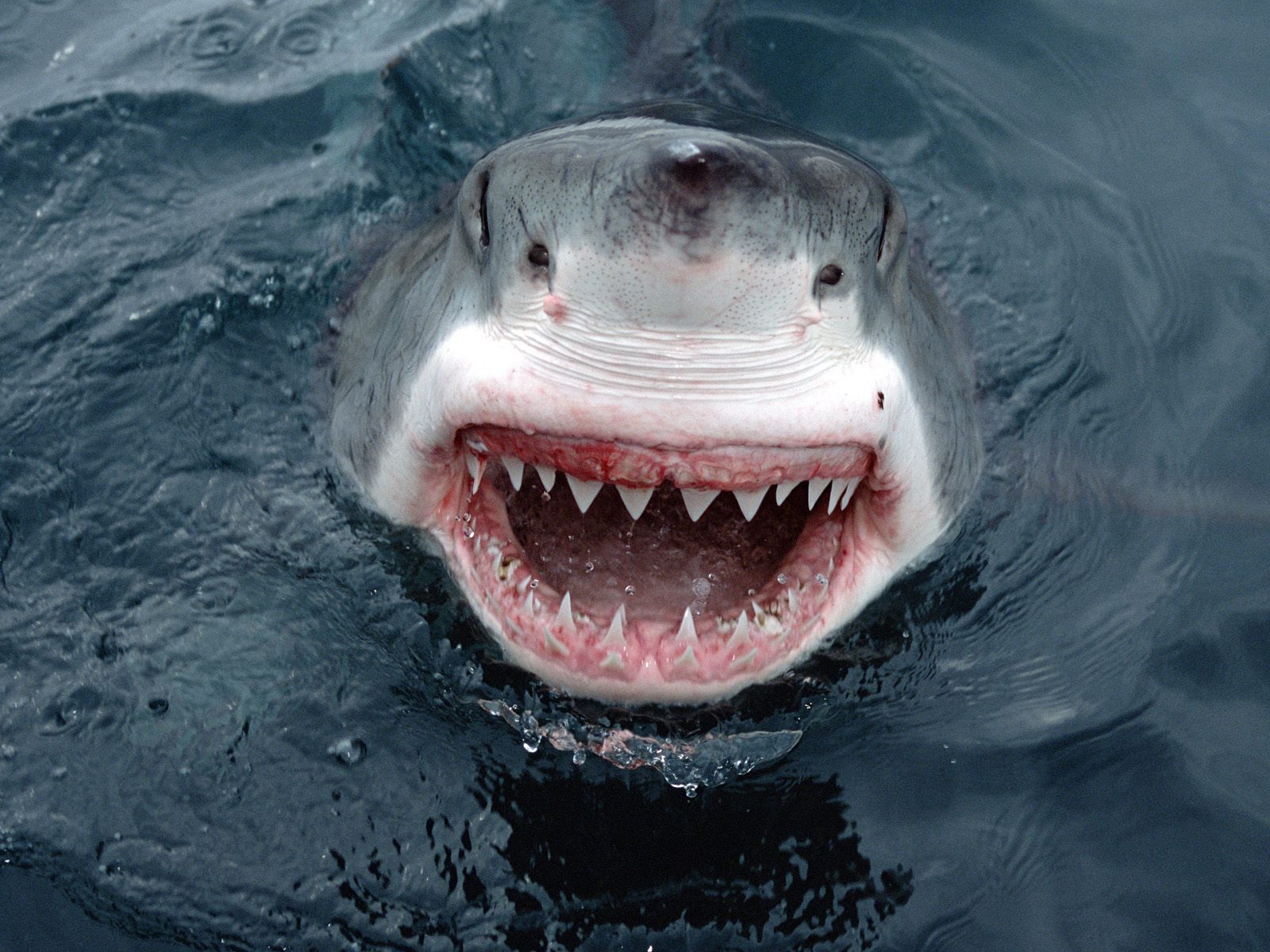 How Many Teeth Do Sharks Have?