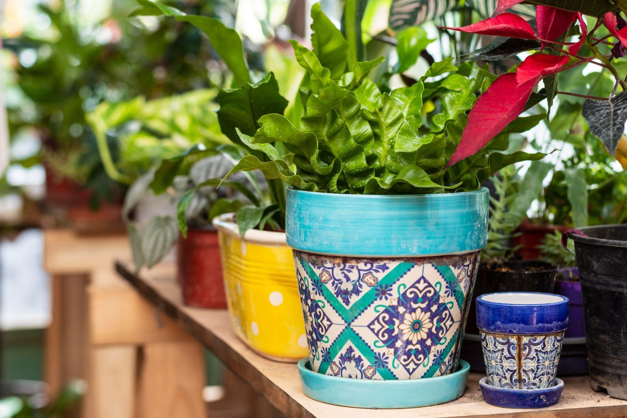 How to Turn your Home into a Garden Paradise