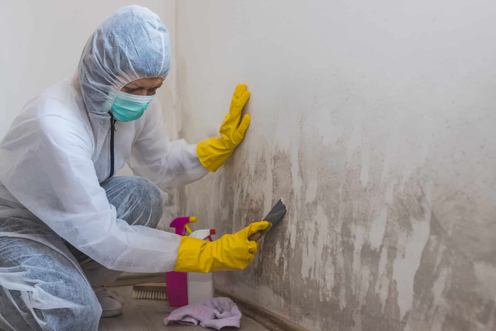 Mold Remediation: An Ultimate Guide From Expert