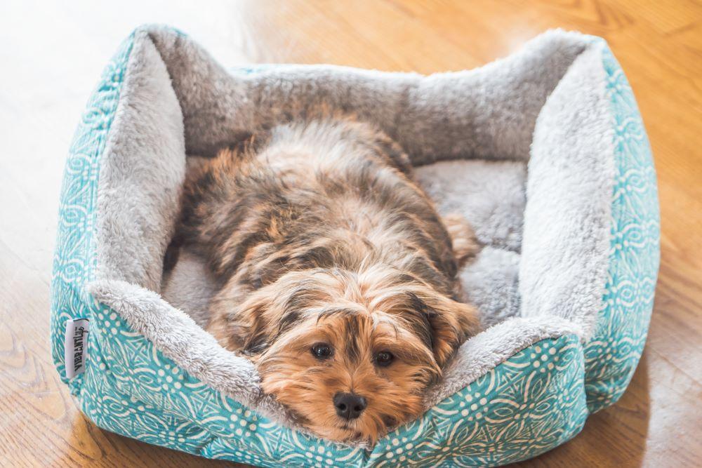 The Massive Importance that Beds for Dogs Have