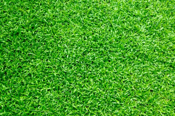 Considering Artificial Grass for Your Home Follow These Tips