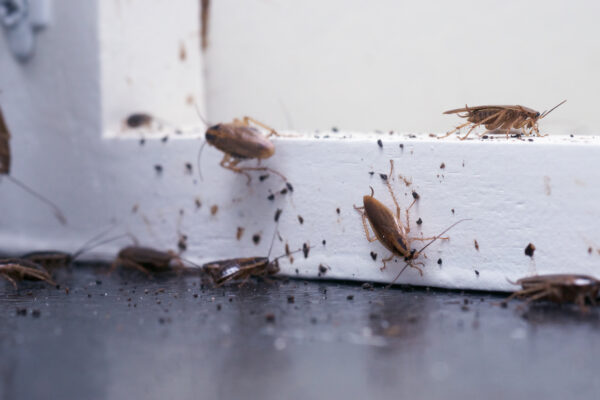 Creating a Cockroach-Proof Home: Tips and Tricks for a Pest-Free Haven