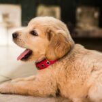 Natural Remedies for Pets with PetPawsRx: What Works and What to Avoid