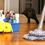 Elevate Your Living Space: How Professional Cleaning Services Transform Your Daily Life