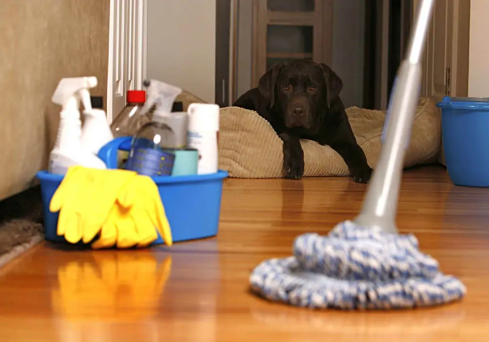 Elevate Your Living Space: How Professional Cleaning Services Transform Your Daily Life