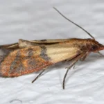 7 Common Pantry Moths and How to Deal With Them