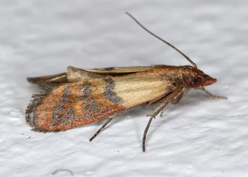 7 Common Pantry Moths and How to Deal With Them