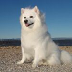 Top Dog Breeds in the USA – Choose Your Perfect Companion