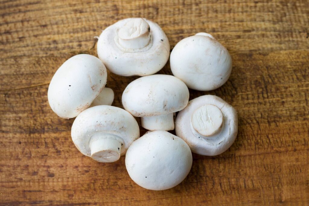 Mushroom farm equipment – how modern tools improve cultivation outcomes