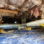 Mold, Pests, and Wood Rot
