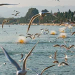 Chasing Eternal Spring in Kunming – And Almost Missing My Flight Home