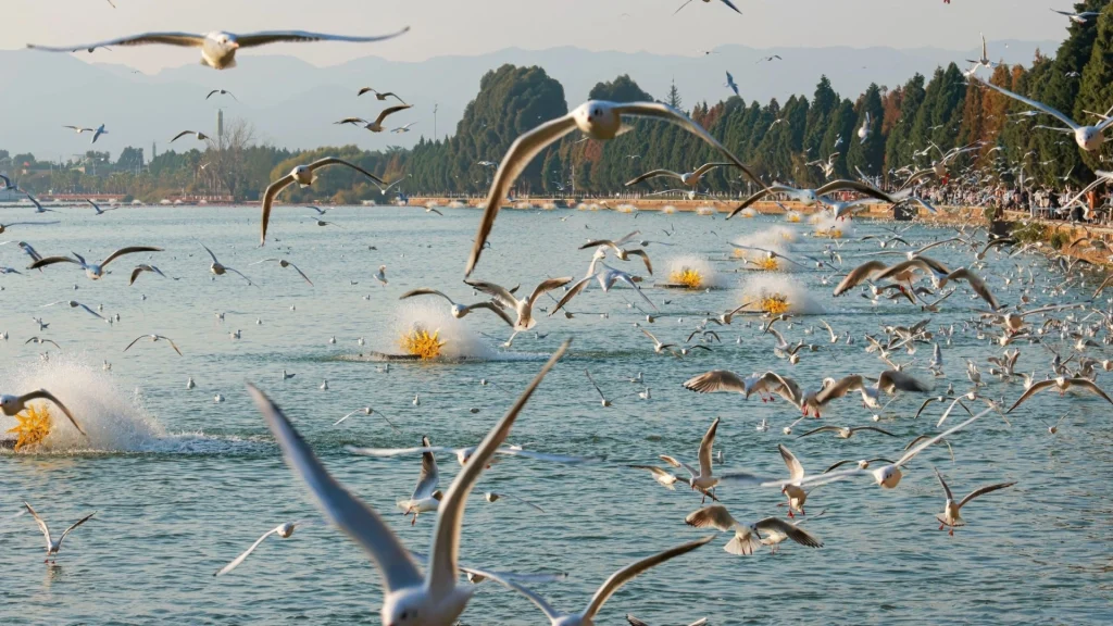 Chasing Eternal Spring in Kunming – And Almost Missing My Flight Home